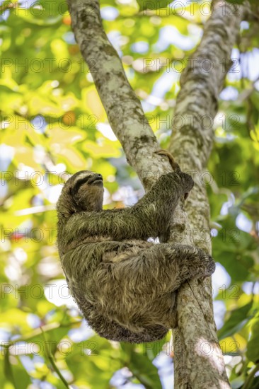 Brown-throated sloth (Bradypus variegatus) in a tree, Cahuita National Park, Costa Rica, Central