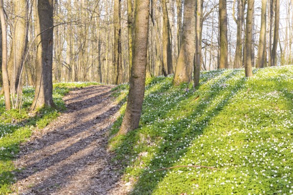 Path through the forest with flowering wood anemones (Anemone nemorosa) in spring, Petzschwitz,