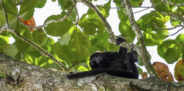 Mantled howler monkey (Alouatta palliata) sitting in a tree, Cahuita National Park, Costa Rica,