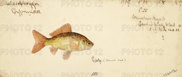 Goldfish, Carassius auratus, a freshwater fish of the carp family, fish, reproduction of an