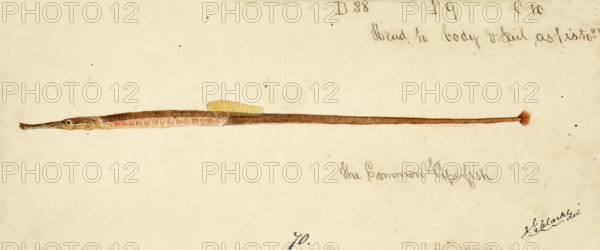 The Greater pipefish, Syngnathus acus, The greater pipefish, fish, reproduction of an original, by