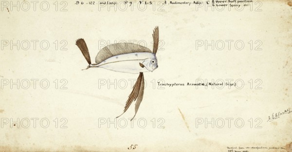 Marine fish from the genus Trachipterus, scythefish, Trachipterus trachypterus, Mediterranean
