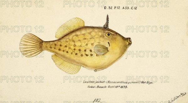 Peron's Filefish, Pseudomonacanthus peroni, Potbelly Leatherjacket, fish, reproduction of an