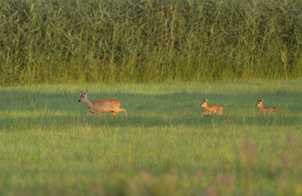 Roe deer (Capreolus capreolus), doe with two fawns running across a meadow, warm morning light,