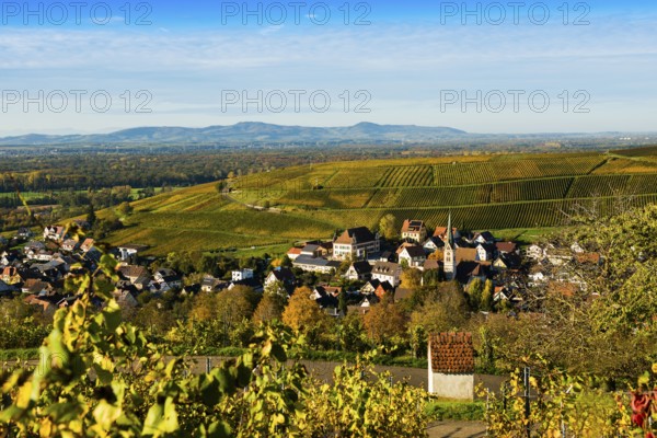 Hilly landscape and village with vineyards in autumn, Ebringen, near Freiburg im Breisgau,