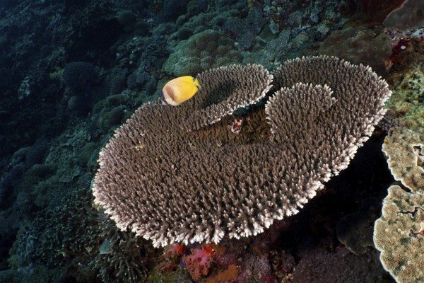 Table coral (Acropora hyacinthus) with yellow Sunburst Butterflyfish (Chaetodon kleinii) on a reef