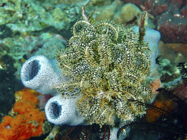 Greenish, filigree Bennett's hair star (Anneissia bennetti) on a sea sponge, dive site Pidada,