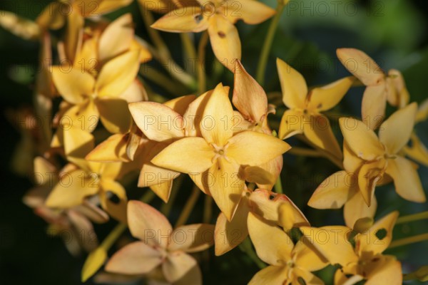 Ixora, yellow flowers, Tortuguero National Park, Costa Rica, Central America