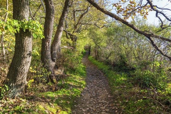 Waldweg zum Weinberg, Diesbar-Seußlitz, Saxony, Germany, Europe