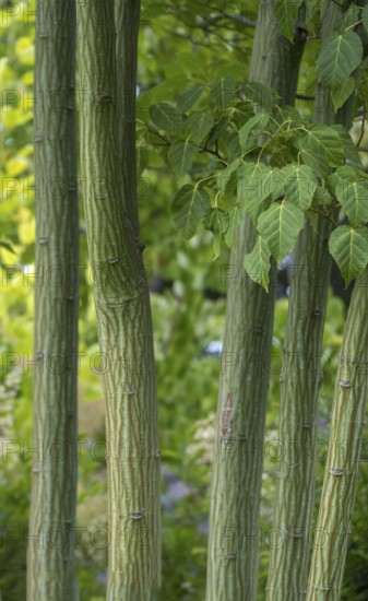 Kyushu Maple (Acer capillipes), trunk, bark, North Rhine-Westphalia, Germany, Europe