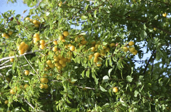 Europe, Germany, Lower Saxony, Yellow plum, Renekloden, Fruit tree, Federal Republic of Germany,