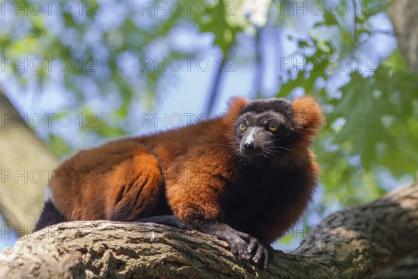 Red ruffed lemur (Varecia rubra), Germany, Europe