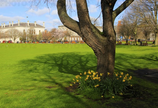 Daffodils spring flowers at Trinity College university grounds, Dublin, Ireland, Republic of