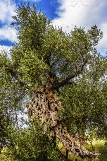 Olive tree plantation, Montenegro, Montenegro, Europe