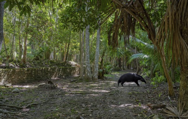 Path in the jungle to the Mayan culture with Tapir Chacchoben Mexico Tie