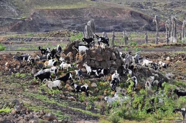 Wild goats on small rocky hill in steppe-like grassland, Antigua, Fuerteventura, Canary Islands,