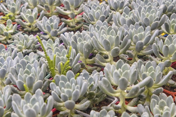 Various types of succulent in flower pots in the greenhouse. Closeup, selective focus