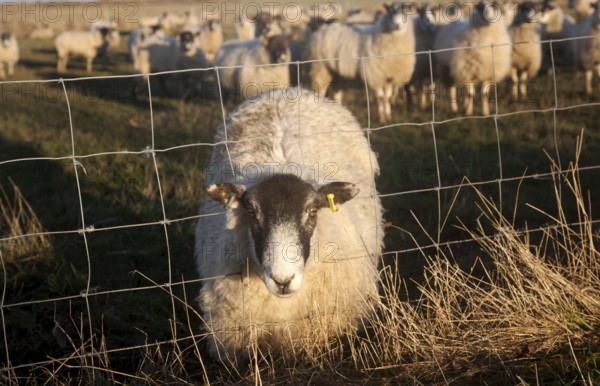 Flock of sheep grazing on drained marshland fields at Gedgrave, Suffolk, England, this one with