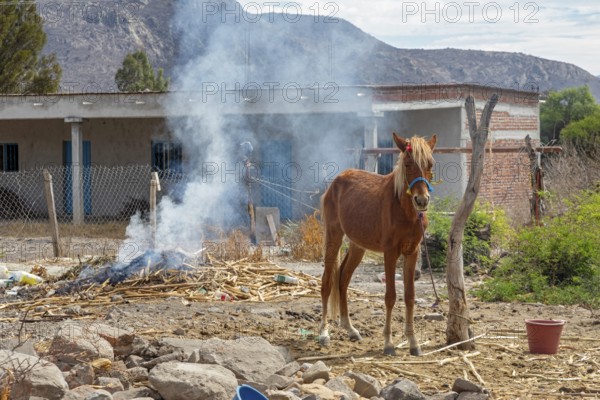 Tanivet, Oaxaca, Mexico, A horse is tied to a dead tree next to a smoky fire in a small village.
