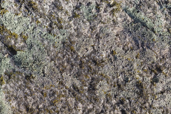 Texture of a boulder with moss and lichen