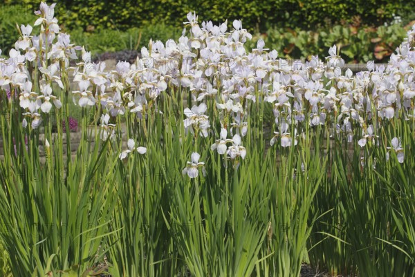 Siberian iris (Iris sibirica), flowers, North Rhine-Westphalia, Germany, Europe