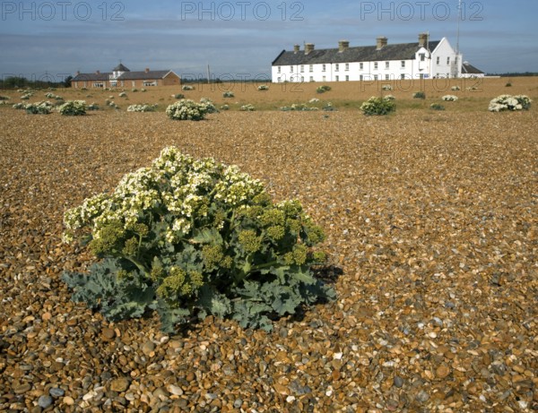 Sea kale flowering near Coastguard Cottages, Shingle Street, Suffolk, England, United Kingdom,