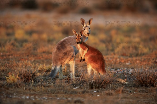 Red kangaroo (Macropus rufus), female with half-grown young, Sturt National Park, New South Wales,