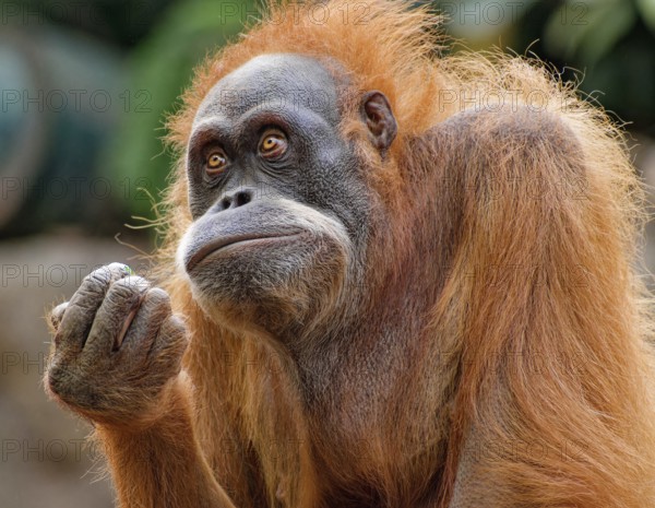 Animal portrait, Bornean orangutan (pongo pygmaeus), adult, captive, distribution Borneo
