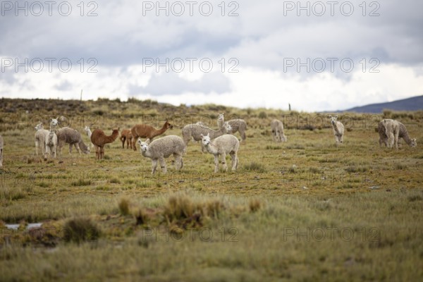 Alpacas (Vicugna pacos) in the Reserva Nacional de Salinas y Aguada Blanca, Province of Arequipa,