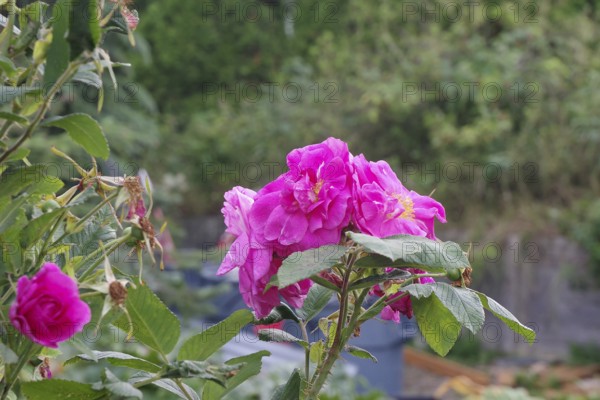 Roses in bloom in a front garden in Skagway, Alaska, USA, North America