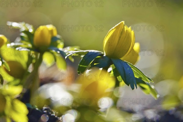 Winter aconites (Eranthis hyemalis), Germany, Europe