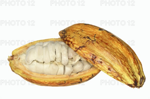 Cocoa tree (Theobroma cacao), halved cocoa fruit with pulp
