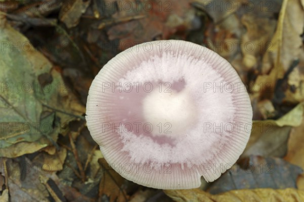 Lilac bonnet (Mycena pura), North Rhine-Westphalia, Germany, Europe