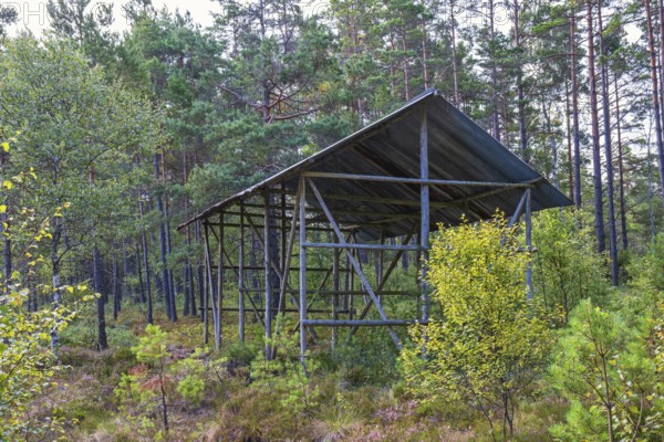 Old barn for peat in a pine woodland on a peat bog, Sweden, Europe
