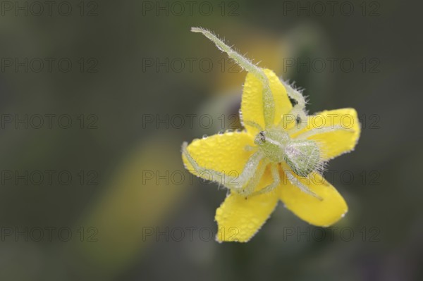 Tirangel crab spider (Heriaeus graminicola), crab spider on a flower of shrubby jasmine