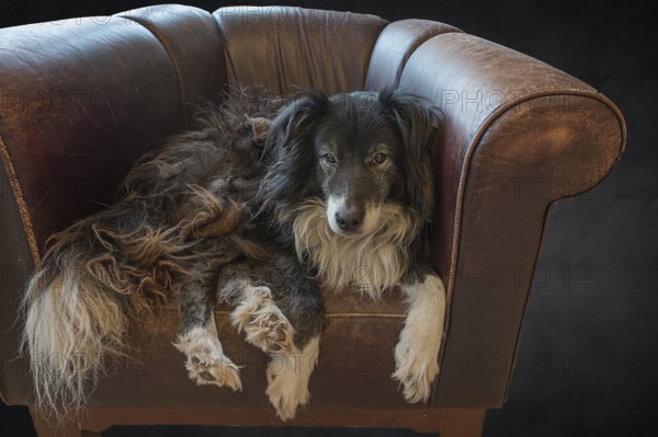 Old, tired Border Collie in his leather armchair, Mecklenburg-Vorpommern, Germany, Europe
