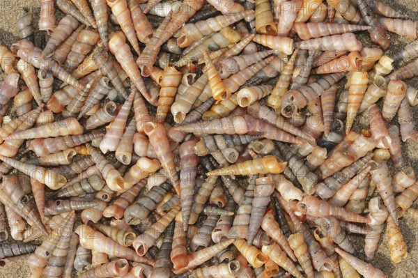 Common tower snail (Turritella communis) empty shells on the beach, Camargue, Provence, southern