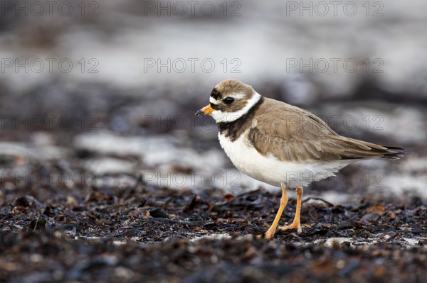 Ringed Plover (Charadrius hiaticula), adult bird walking among seaweed on the beach, Varanger,