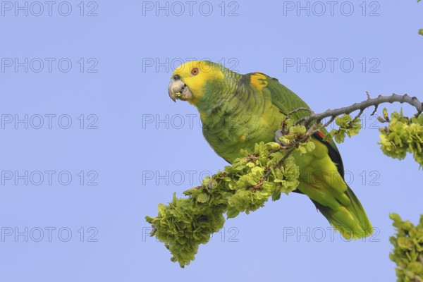 Yellow-headed Amazon (Amazona oratrix belizensis), feeding, Stuttgart, Baden-Württemberg, Germany,