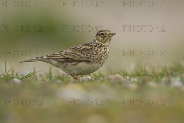 Eurasian skylark (Alauda arvensis) adult bird on grassland, England, United Kingdom, Europe
