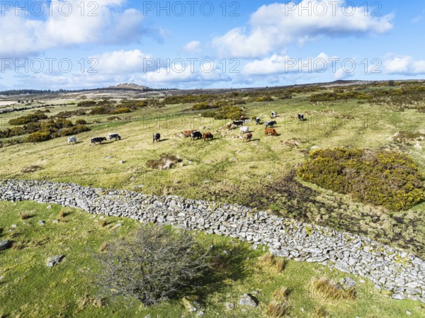 Farms over West Dart River in Dartmoor National Park, Devon, England, United Kingdom, Europe