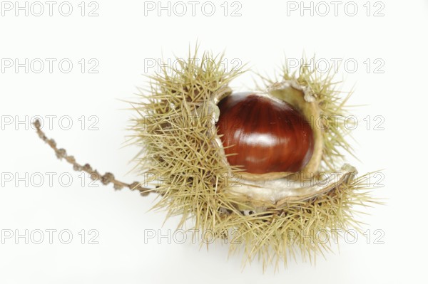 Sweet chestnut or sweet chestnut (Castanea sativa), fruit, chestnut on a white background
