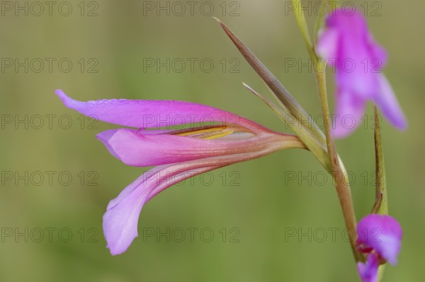 Illyrian gladiolus or wild gladiolus (Gladiolus illyricus), flowers, Camargue, Provence, southern