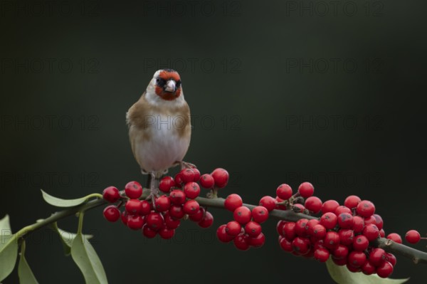 European goldfinch (Carduelis carduelis) adult bird on a Holly tree branch with red berries in