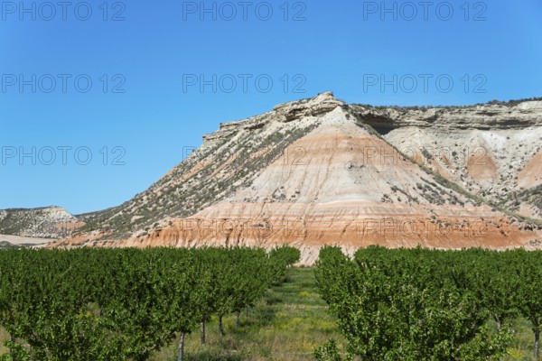 Orchard with green foliage in front of a rocky hill under a sunny blue sky, Bardenas Reales Natural
