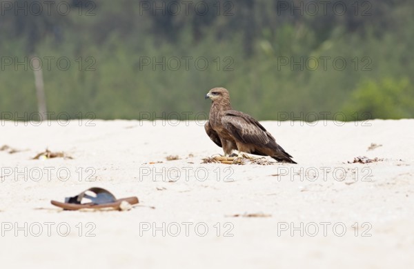 Steppe buzzard (Buteo buteo) at Marari Beach or beach, Mararikulam, Alappuzha district, Kerala,