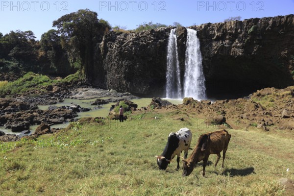 Ahamra region, landscape at the Blue Nile waterfall, in the highlands of Abyssinia, Blue Nile, Tis