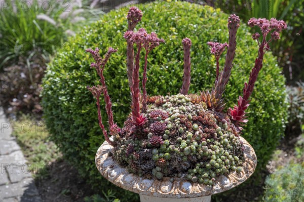 Flowering roof houseleek (Sempervivum tectorum) in a flower bowl, Bavaria, Germany, Europe
