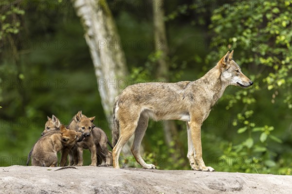 A talented wolf stands vigilant while the cubs are gathered close together, European grey gray wolf