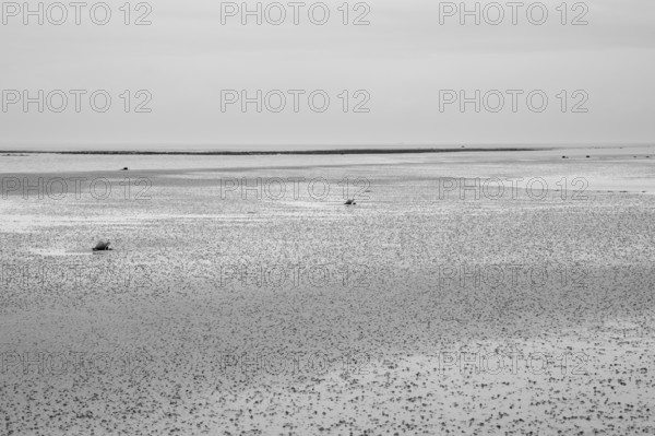 Wadden Sea at low tide with numerous piles of lugworms, two buoys, black and white, Utersum, Föhr,